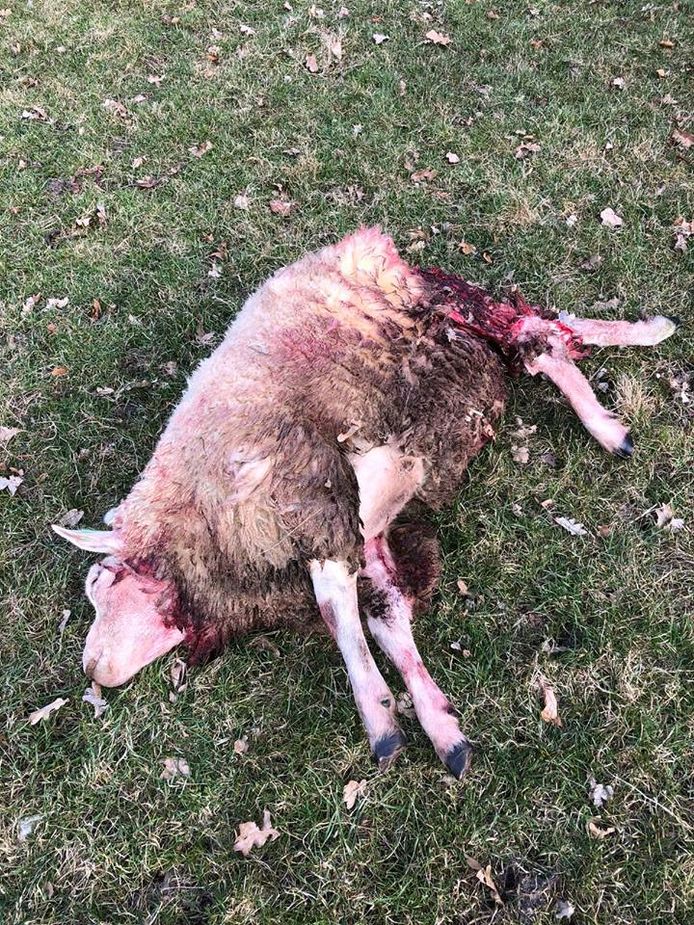 In Beckum zijn schapen aangevallen, mogelijk door een wolf. Eén schaap is dood, één schaap is ernstig gewond.