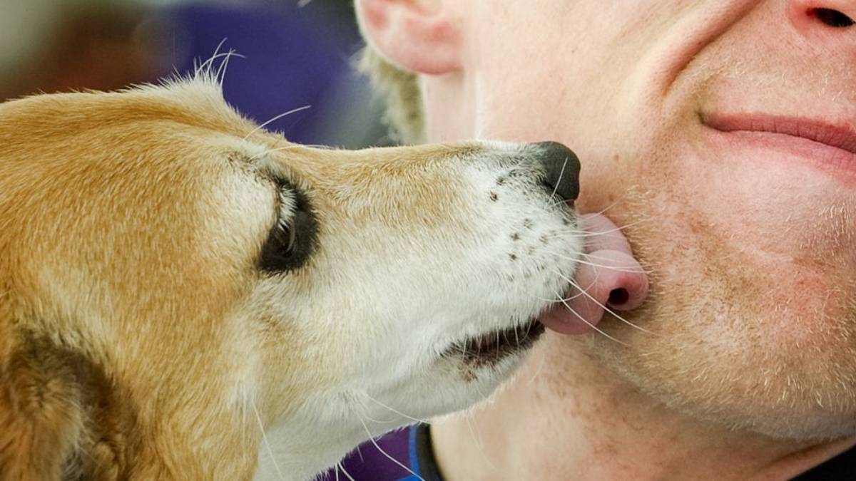 Kritiek op hoge boetes voor seks met dieren | Overig | bndestem.nl