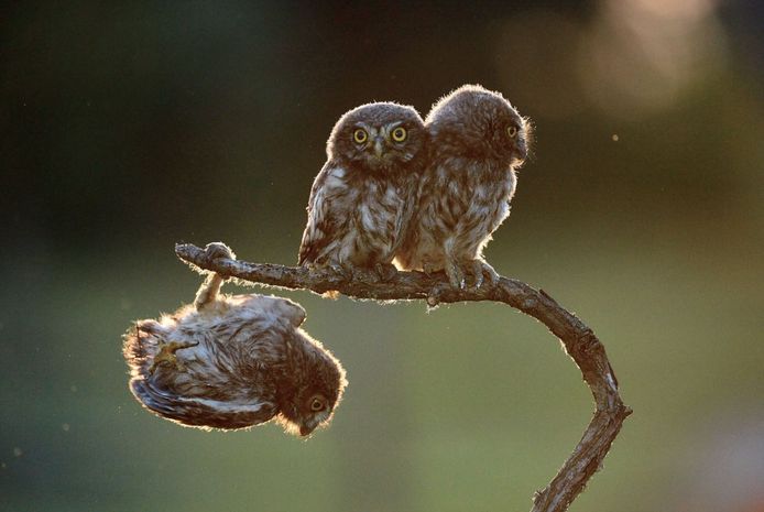 Comedy Wildlife Photography Awards