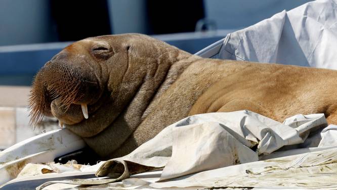 Geliefde walrus Freya afgemaakt in Noorwegen nadat opdringerige fans haar niet met rust lieten 