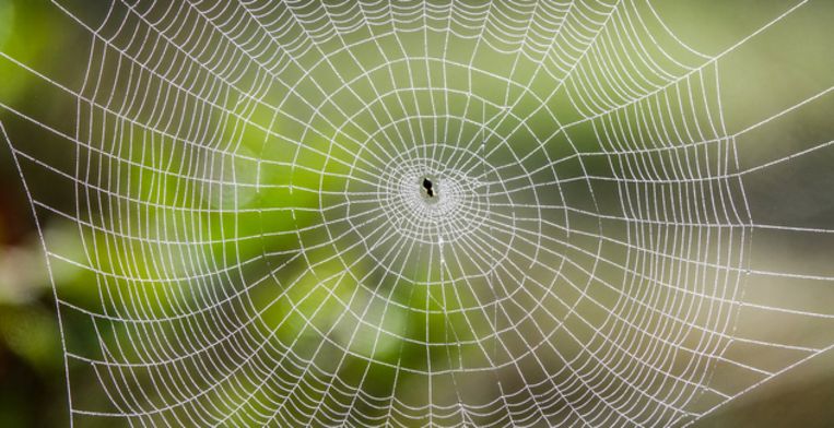 Het lijkt wel nep: vrouw spot spinnenweb in Zeeland