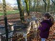 Herten voeren in een park, als het aan minister Piet Adema ligt kan dat binnenkort niet meer.