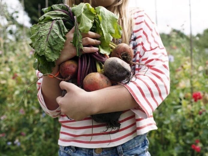 Moestuinieren is een rustgevende hobby, en je kan het hele jaar door genieten van je eigen fruit en groenten.