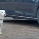 Hond denkt dat hij een auto is