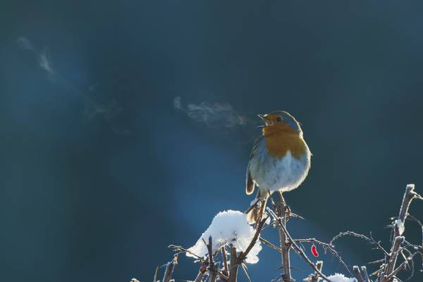 Attenborough's wonder of song