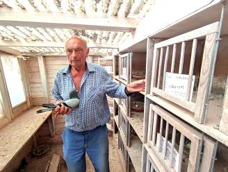 Dieven stelen 32 duiven van Eric (84), maar 2 dieren vonden weg naar huis terug: “Ik vrees dat de rest al in het Oostblok zit”