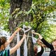 Antwerpenaars protesteren tegen kap kastanjebomen: "Die bomen zijn helemaal niet ziek"