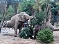 Olifanten in DierenPark Amersfoort dolblij met afgedankte kerstbomen