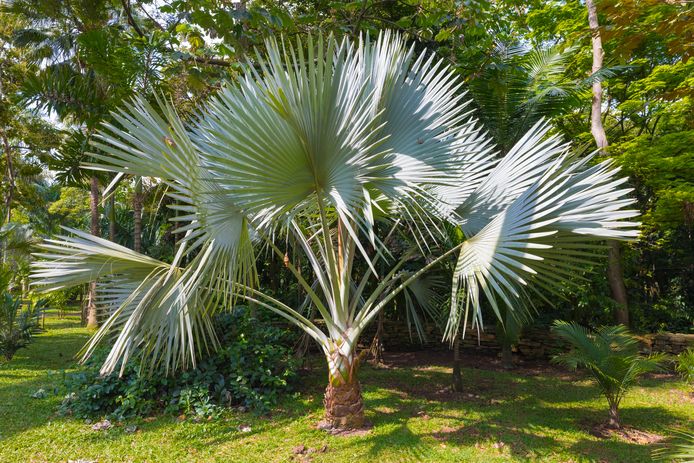 De Trachycarpus fortunei is het populairst in Nederland.
