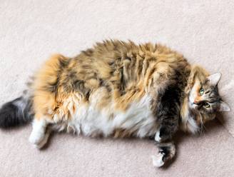 6 op de 10 katten zijn te zwaar: “Obesitas kan erg gevaarlijke gevolgen hebben voor je huisdier”