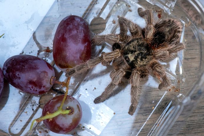 De vogelspin tussen de Chileense pitloze druiven van Albert Heijn. In een paar trosjes valt het dier nauwelijks op dankzij de schutkleur.