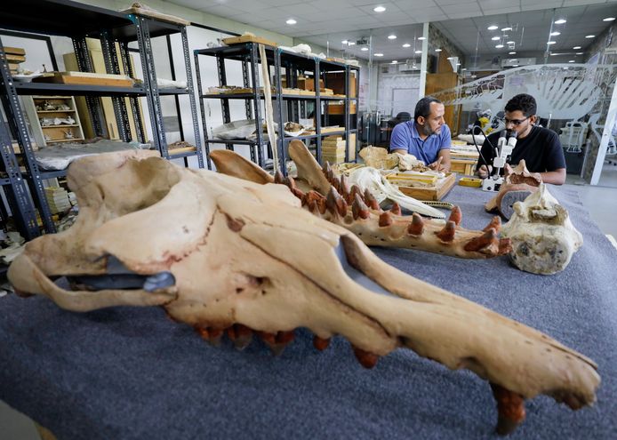 De kop van de 43 miljoen jaar oude walvis.