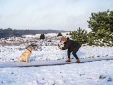 Rheden houdt Rozendaalse Veld hoe dan ook open als hondenlosloopgebied