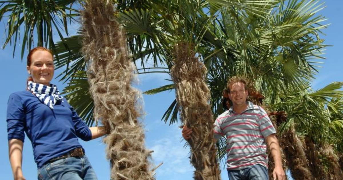 Zoeken naar mooie bomen in Spanje | Ommen