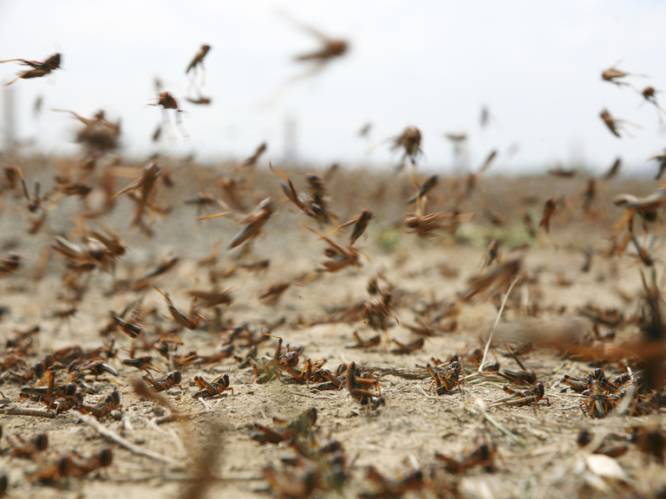 70 miljoen euro voor strijd tegen sprinkhanen in Oost-Afrika, maar miljarden insecten blijven zich vermenigvuldigen
