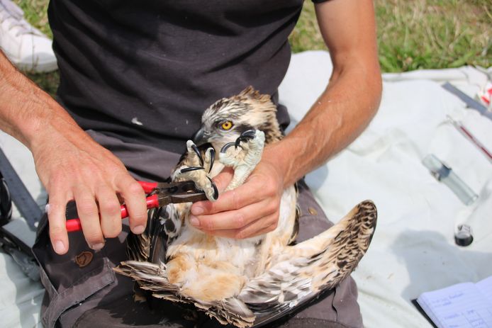 De jonge visarenden in de Biesbosch krijgen kleurringen om, zodat later te zien is waar ze zich vestigen.