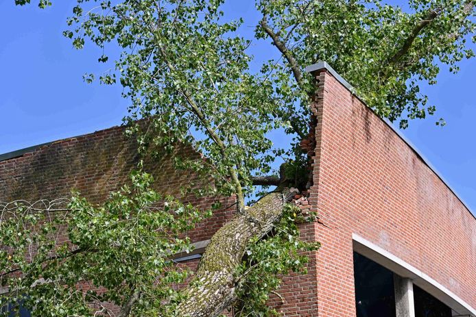 De afgebroken tak kwam in juli 2022 op het dak van Zwembad Sonsbeeck terecht.