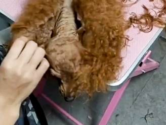 Dierenkapster gaat viraal met hilarische transformatie van 'poedel naar chihuahua'