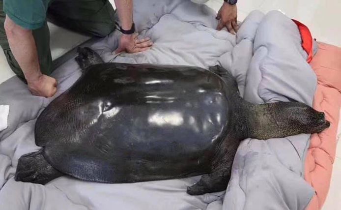 De overleden Yangtze-weekschildpad.