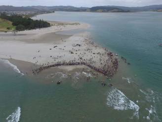 Zeven aangespoelde walvissen gered nadat locals en toeristen massaal in actie komen