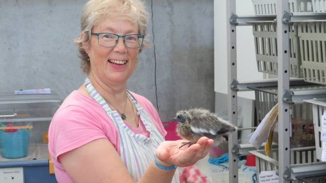 Vogelopvangcentrum gooit de deuren open voor publiek