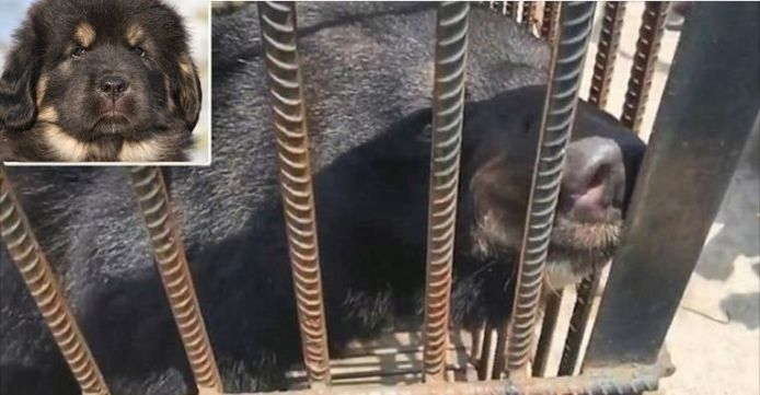 Scorch interval Luipaard Door Chinese vrouw gekochte puppy blijkt zwarte beer te zijn | Buitenland |  AD.nl
