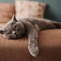 Zó verwijder je heel gemakkelijk kattenhaar van meubels