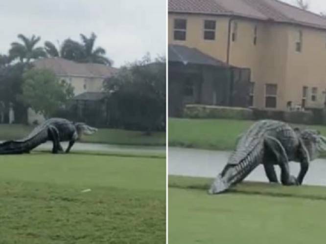 De alligator die eerder thuishoort in ‘Jurassic Park’ dan op een golfterrein