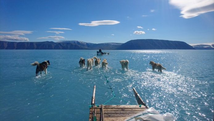 De sledehonden in Groenland lopen niet over een dikke laag ijs en sneeuw, maar ploeteren doorheen (ijs)water.