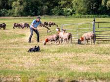 Het NK schapendrijven in Zeeland: ‘Je moet dierentaal kunnen verstaan’