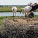 Ooievaars worden nu ook getroffen door de vogelgriep