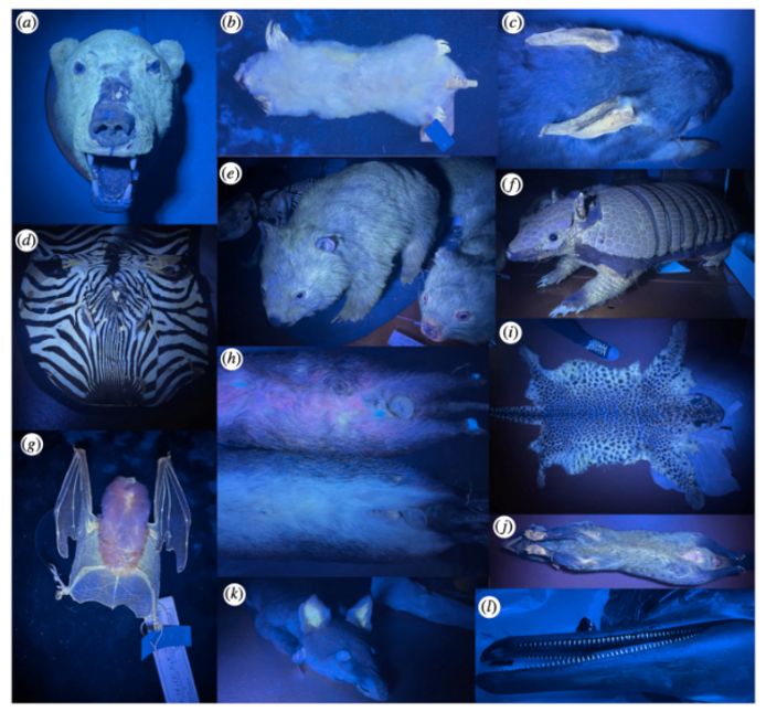 Telkens wanneer de wetenschappers een nieuwe soort zoogdier onderzochten, straalde die onder UV-licht een groene, blauwe, roze of witte tint uit.