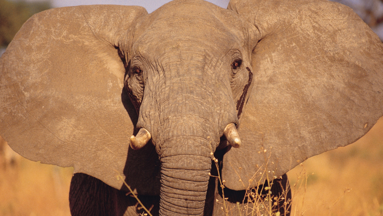 Уши слоника