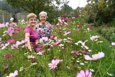 Zelfplukkers kiezen het liefst voor bloem-bloemen: ‘zoals de kinderen ze tekenen’