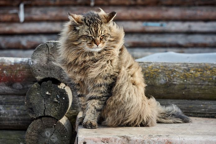 De Siberische kat.