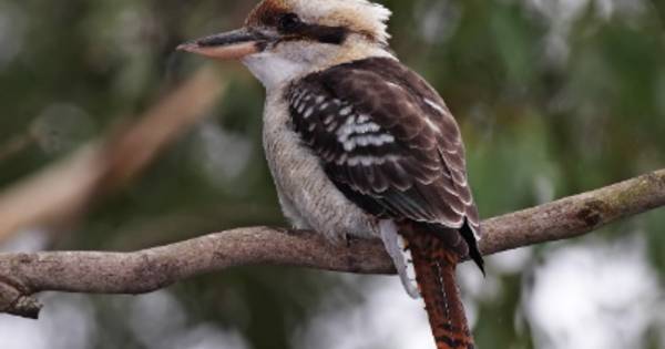 Kookaburra vermist in Heerewaarden | Maasdriel - Brabants Dagblad