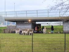 Een uitsterfbeleid voor herten? 'Ze zijn in Den Haag helemaal gek geworden’