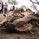 Triest record: 1.338 neushoorns gestroopt in Afrika