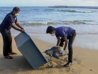 Dolfijnen en schildpadden dood door scheepsbrand Sri Lanka
