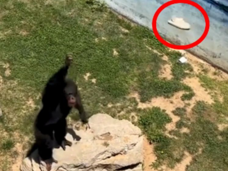 Kindje laat schoen vallen in verblijf chimpansee, gelukkig is Dong Dong een slim dier