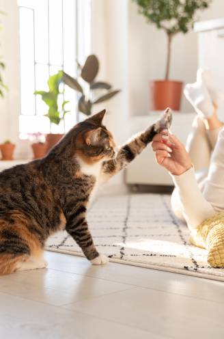 “Je kat is niet chronisch vermoeid, hij heeft een gebrek aan ambitie”: begrijp jij wat je kat je wil vertellen? 