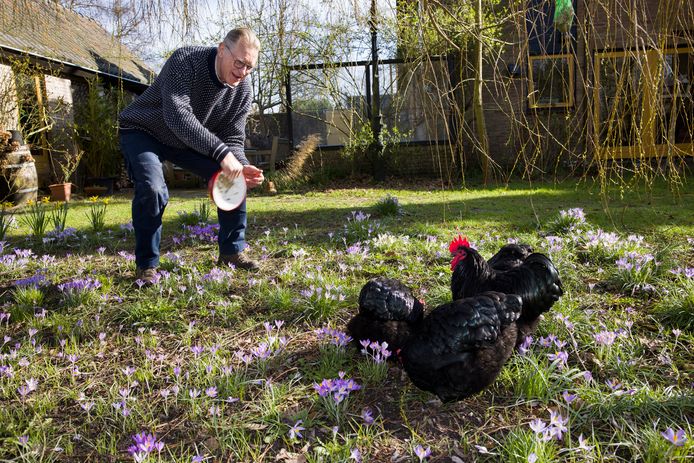 Landbouweconoom Max van der Sleen met zijn kippen. Caring Farmers zou willen dat alle pluimvee vrije uitloop naar buiten krijgt.