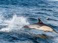 Vissers doden (bedreigde) dolfijnen en zeehonden om ze te gebruiken als aas