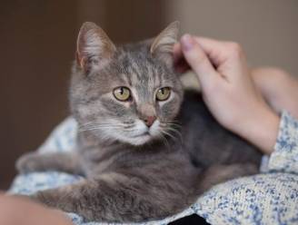 Carrièreswitch? Krijg 25.000 euro om katten te knuffelen