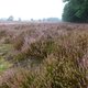 Puike natuur en heerlijk stil op de Sallandse Heuvelrug