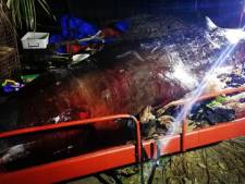 Dode walvis spoelt aan met 40 kilo plastic in maag: ‘ernstigste vergiftiging ooit’
