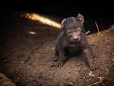Heureuse nouvelle au ZOO Planckendael: un bébé hyène vient de voir le jour