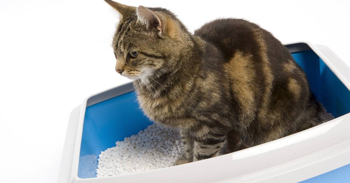 adopteren Tweet Trouw Daarom plast je kat op andere plekken dan de kattenbak: "Eén bak is te  weinig, en een deurtje is niet fijn” | Dieren | hln.be