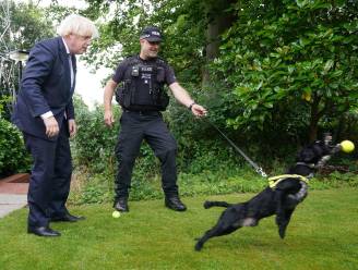 Johnson ontkent dat hij persoonlijk tussen kwam om dieren uit Afghanistan te evacueren