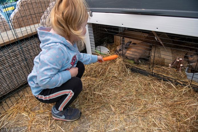 Konijnen zijn van nature hele sociale dieren.